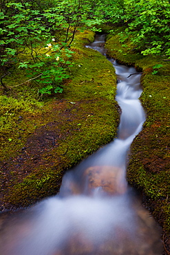 Alpine Stream, a time lapse effect, Jasper National Park, Alberta, Canada, Jasper National Park, Alberta, Canada