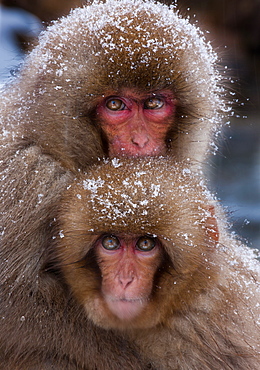 Japanese Macaques, Japanese Alps, Honshu Island, Japan, Honshu Island, Japan