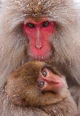 Japanese Macaques, Japanese Alps, Honshu Island, Japan, Honshu Island, Japan