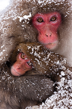 Japanese macaques, Honshu Island, Japan, Honshu Island, Japan