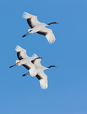 Japanese cranes, Hokkaido, Japan, Hokkaido, Japan