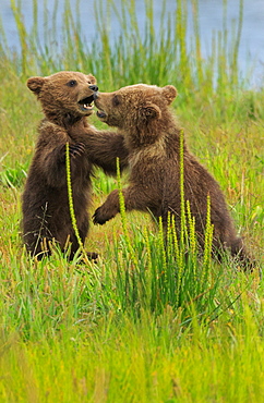 Brown bear cubs, Lake Clark National Park, Alaska, USA, Lake Clark National Park, Alaska, USA