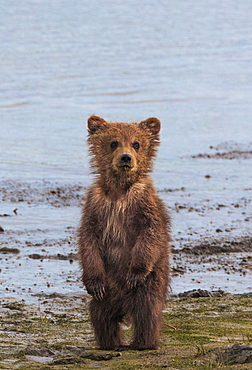 Brown bear cub, Lake Clark National Park, Alaska, USA, Lake Clark National Park, Alaska, USA