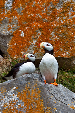 Puffins on a lichen-covered cliff. Horned puffins, Fratercula corniculata, Lake Clark National Park, Alaska, USA, Lake Clark National Park, Alaska, USA