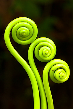 Fiddleheads, Puerto Rico, Puerto Rico