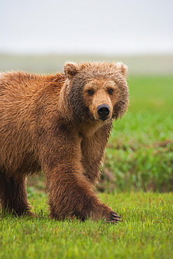 Brown bear, Katmai National Park, Alaska, USA