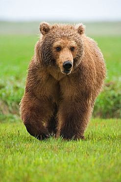 Brown bear, Katmai National Park, Alaska, USA