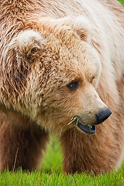 Brown bears, Katmai National Park, Alaska, USA