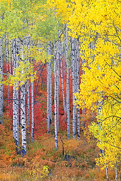 A forest of aspen trees in the Wasatch mountains, with striking yellow and red autumn foliage, Wasatch Mountains, Utah, USA