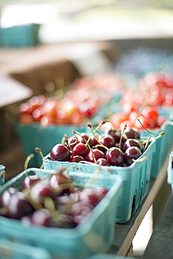 Punnets of fresh organic soft fruits. Cherries, Rhinebeck, New York, USA