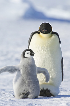 An adult Emperor penguin and a smaller fluffy penguin chick spreading its flippers out, Weddell Sea, Snow Hill Island, Antarctica