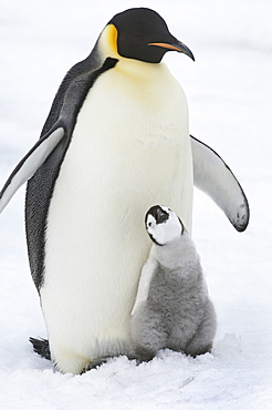 An adult Emperor penguin with a small chick nuzzling up, and looking upwards, Weddell Sea, Snow Hill Island, Antarctica