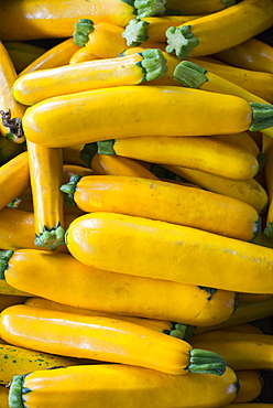 Organic vegetables on a farm stand. Piles of fresh courgettes, Rhinebeck, New York, USA