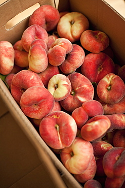 Fresh fruit on an organic farm stand. Doughnut peaches in a box, Salt Lake City, Utah, USA