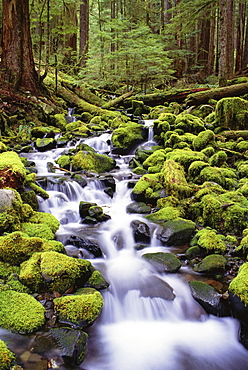 A stream flowing over moss covered rocks in the Olympic National Park, in Washington State, Washington, USA