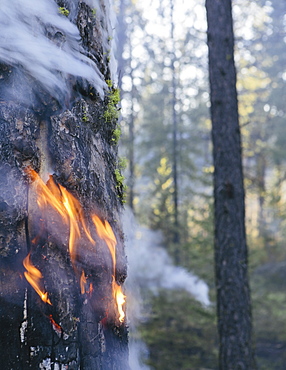 A controlled forest burn, a deliberate fire set to create a healthier and more sustainable forest ecosystem. The prescribed burn of forest creates the right condition for regrowth, Whitman County, Washington, USA