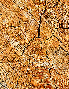 Close up of cross section from cut Ponderosa Pine tree, tree rings visible, near Blewett Pass, Okanogan-Wenatchee NF, Chelan County, Washington, USA