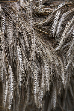 Stalks of cut dried barley with seed heads which are used in traditional thatching roofing methods, Thatching barley, Wiltshire, England