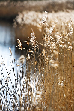 Tall reed stalks and feathery seedheads growing in shallow water in the fens near Shettisham in Norfolk, Snettisham, Norfolk, England