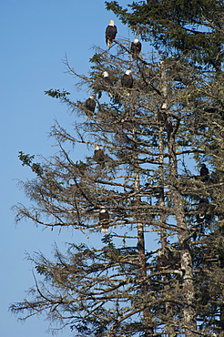 A group of bald eagles, Haliaeetus leucocephalus, roosting in tall pine trees, Sitka, Alaska, USA