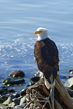 A bald eagle, Haliaeetus leucocephalus, perched on a rock, Sitka, Alaska, USA