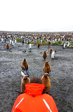 A person in an orange jacket photographing king penguin adults and chicks on South Georgia island, Salisbury Plain, South Georgia Island