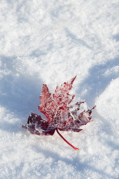 A dried frosted leaf in winter resting on the snow, Wasatch national forest, Utah, USA