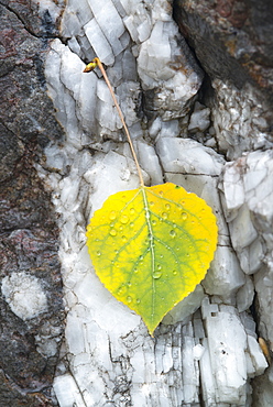 A small aspen leaf, yellow and green, resting on tree bark, Wasatch national forest, Utah, USA