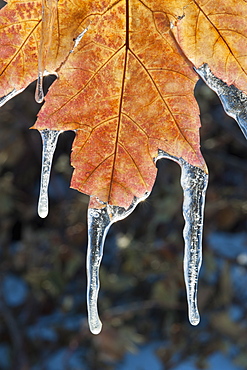 A red brown maple leaf, in autumn. Icicles hanging off the tips, Wasatch national forest, Utah, USA