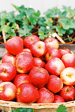 A display of fresh apples with water droplets on the red skin, and a basket of plants, England