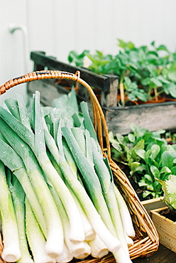 A display of fresh vegetables, England