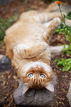 Orange tabby cat lying in garden, Santa Fe, New Mexico, USA