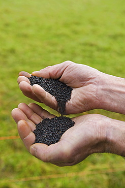 Close up of a man's hands pouring rape oil seeds from one hand into the otherOil seed rape, Gloucestershire, England