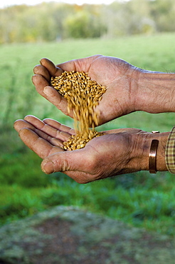 Close up of a man's hands pouring wheat from one hand into the otherWheat, Gloucestershire, England