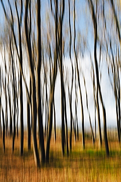 Blurred motion, Maple trees in autumn, moving in the breeze, King County, Washington, USA