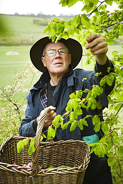 A forager with a basket reaching up to pick leaves from a tree, England, United Kingdom