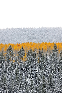 View over aspen forests in autumn, with a layer of vivid orange leaf colour against pine trees, Uinta mountains, Utah, USA