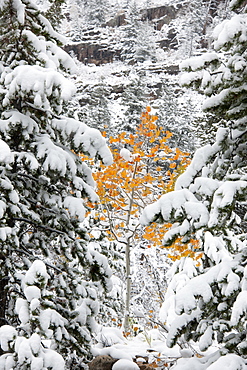 Pine trees with snow laden boughs, and a small aspen tree with vivid orange leaf colour, Uinta mountains, Utah, USA