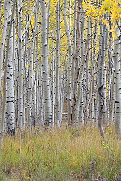 A trail through the woods. Vivid autumn foliage colour on maple and aspen tree leaves, Wasatch Mountains, Utah, USA