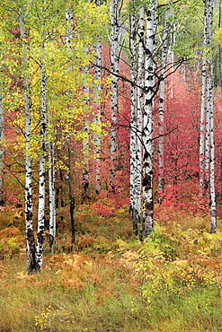 A trail through the woods. Vivid autumn foliage colour on maple and aspen tree leaves, Wasatch Mountains, Utah, USA