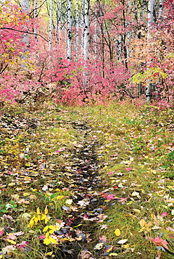 A trail through the woods. Vivid autumn foliage colour on maple and aspen tree leaves, Wasatch Mountains, Utah, USA