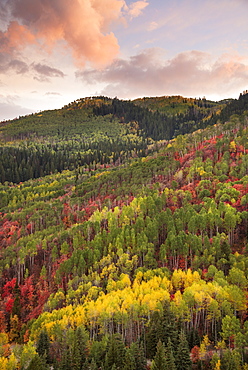 Forests of maple and aspen trees in vivid autumn colour at sunset, Wasatch Mountains, Utah, USA