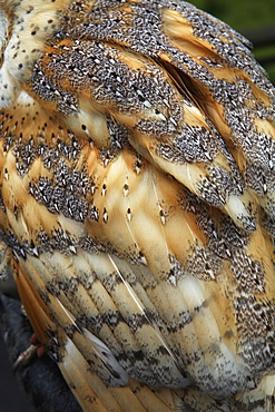 A barn owl, close up of the feathers of the wing, Barn Owl, England