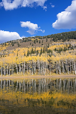 View over the Aspen trees and a wooded hillside at Silver Lake, Wasatch Mountains, Utah, United States