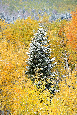 A tall pine tree among aspen trees in autumn colour, Uinta National Forest, Utah, United States