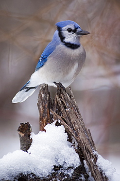 Blue Jay bird perching on a branch covered in snow.