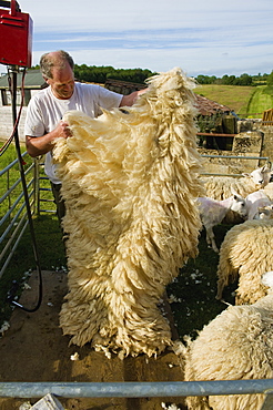 A man folding a sheep's fleece after shearing, England