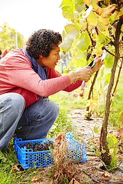 A grape picker leaning down and selecting bunches of grapes for harvest, England, United Kingdom