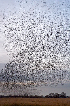 A murmuration of starlings, a spectacular aerobatic display of a large number of birds in flight at dusk over the countryside, England, United Kingdom