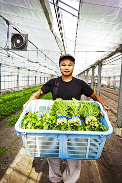 Worker in a greenhouse holding a crate full of fresh harvested vegetables, Japan